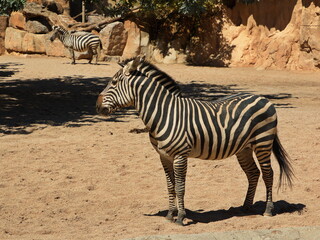 Fototapeta na wymiar Grant's zebras in Bioparc Valencia,Province Valencia,Spain,Europe 