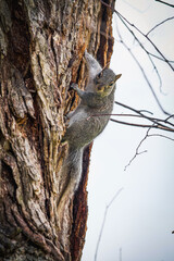 close up of Eastern Gray Squirrel (Sciurus carolinensis) sitting on the side of a tree in Central Park Manhattan. Shallow Depth of field