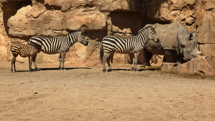Fototapeta na wymiar Grant's zebras in Bioparc Valencia,Province Valencia,Spain,Europe 