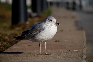 seagull on the pier at Staten Island New York