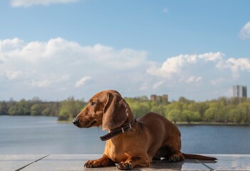 A red dachshund dog lies against the backdrop of a river and light white clouds in sunny summer...