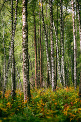 Fototapeta premium Green cozy forest of pines and birch 