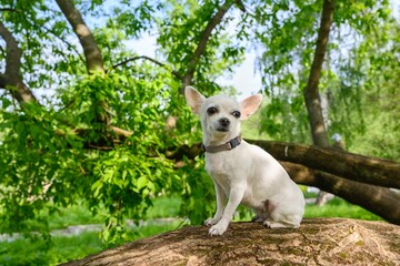 A small white chihuahua dog on a walk in the forest, among green foliage, in sunny summer weather. Blurred foliage background.