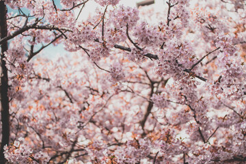 桜【旧中津川】