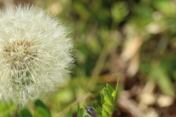 タンポポの丸い綿毛とカラスノエンドウのマクロ