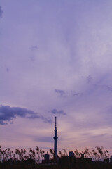 紫色の空とすすきとスカイツリー【荒川河川敷】