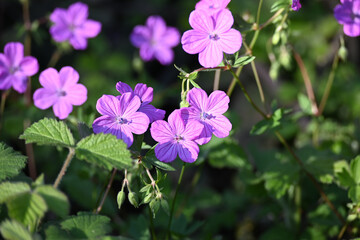 Fototapeta premium Geranium asphodeloides. pink flowers
