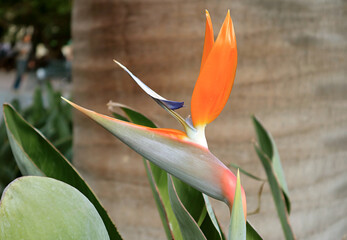 Obraz premium Detail of Blossoming Bird of Paradise Flower or Strelitzia Reginae
