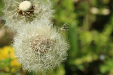 タンポポの丸い綿毛の向こうに半分飛んで行った綿毛