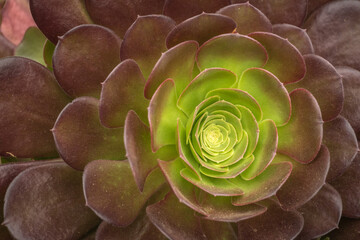 Unusual patterned leaves of a succulent plant