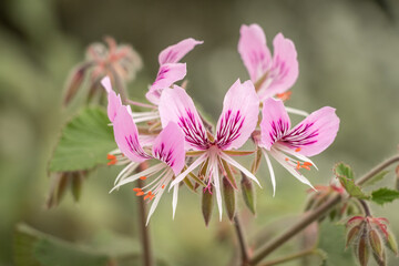 Pretty pink flowers close up