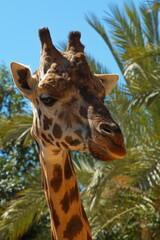 Portrait of a giraffe in Bioparc Valencia,Province Valencia,Spain,Europe
