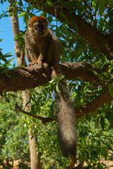 Fototapeta premium Mongoose lemur in Bioparc Valencia,Province Valencia,Spain,Europe 