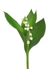 Türaufkleber Brins de muguet avec feuilles  © hcast