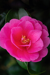 Camelia tree blossom in spring. Close up.