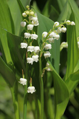 Brins de muguet avec feuilles