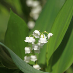 Brins de muguet avec feuilles