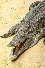 crocodile in the zoo