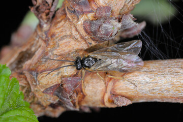Aquilegia sawfly called also columbine sawfly Pristiphora rufipes. Common pest of currants and gooseberries in gardens and cultivated plantations.