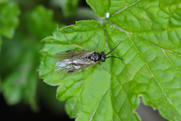 Aquilegia sawfly called also columbine sawfly Pristiphora rufipes. Common pest of currants and gooseberries in gardens and cultivated plantations.