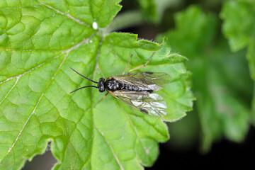 Aquilegia sawfly called also columbine sawfly Pristiphora rufipes. Common pest of currants and gooseberries in gardens and cultivated plantations.