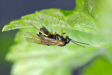 Aquilegia sawfly called also columbine sawfly Pristiphora rufipes. Common pest of currants and gooseberries in gardens and cultivated plantations. A female laying eggs.