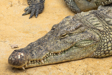 crocodile in the zoo