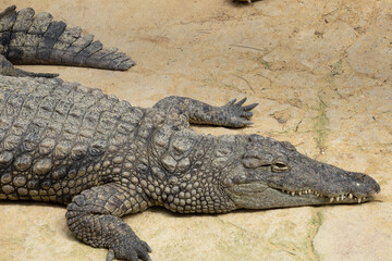 crocodile in the zoo