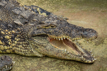crocodile in the zoo