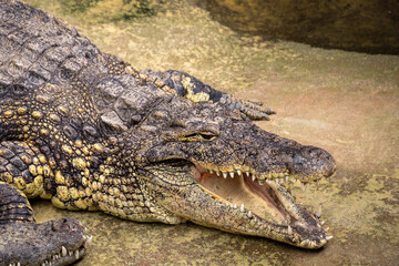 Obraz premium crocodile in the zoo