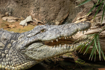 crocodile in the zoo