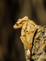 lizard on a tree crestedgecko