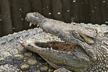 crocodile in the zoo