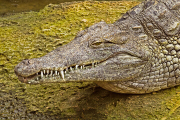 crocodile in the zoo