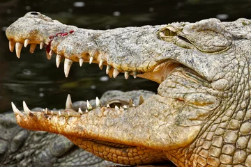 Muurstickers crocodile in the zoo © ALF photo