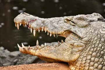 Zelfklevend Fotobehang crocodile in the zoo © ALF photo