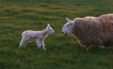 Fototapeta premium New born lamb with its mother