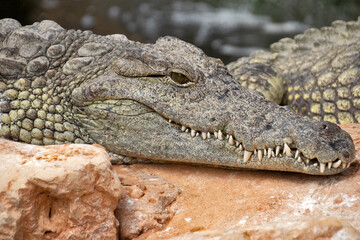 crocodile in the zoo