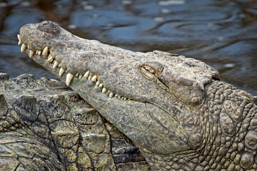 Obraz premium crocodile in the zoo