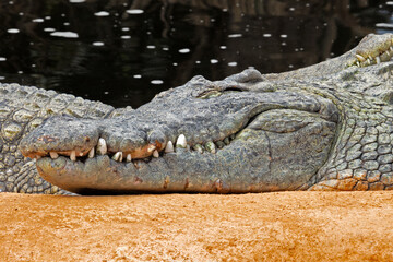 crocodile in the zoo
