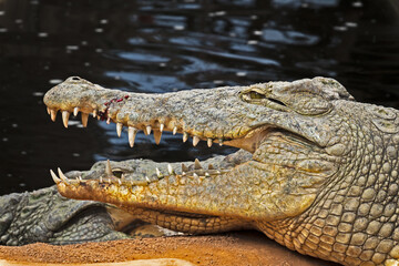 crocodile in the zoo