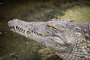 Obraz premium crocodile in the zoo