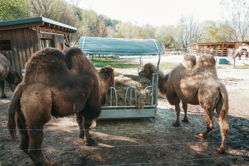 Herberstein, Austria. 04/14/2022. Beautiful camels in the zoo.