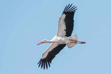 Fliegender Storch