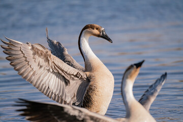 When winter comes, geese forage freely, swim and fly in groups in the river.	
