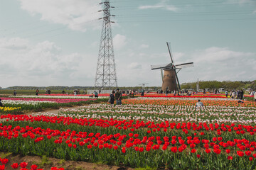 【佐倉ふるさと広場】風車と花畑