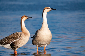 When winter comes, geese forage freely, swim and fly in groups in the river.	
