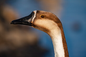 When winter comes, geese forage freely, swim and fly in groups in the river.	
