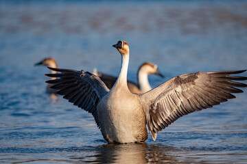 When winter comes, geese forage freely, swim and fly in groups in the river.	
