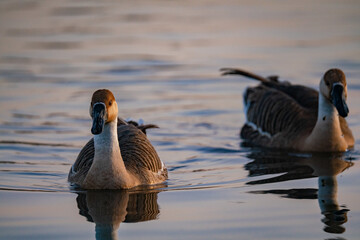 When winter comes, geese forage freely, swim and fly in groups in the river.	
